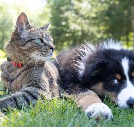 Pet Gifts: Treats and Toys Your Furry Friends Will Love