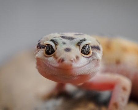 Beginner’s Guide to Caring for Reptiles at Home