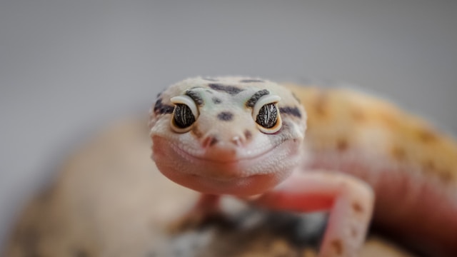 Beginner’s Guide to Caring for Reptiles at Home