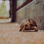 slow turtle walking towards us