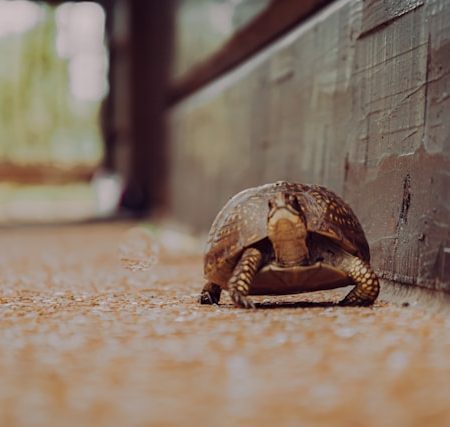 Summer Wellness in 2026: The Art of Slowing Down and Doing Less