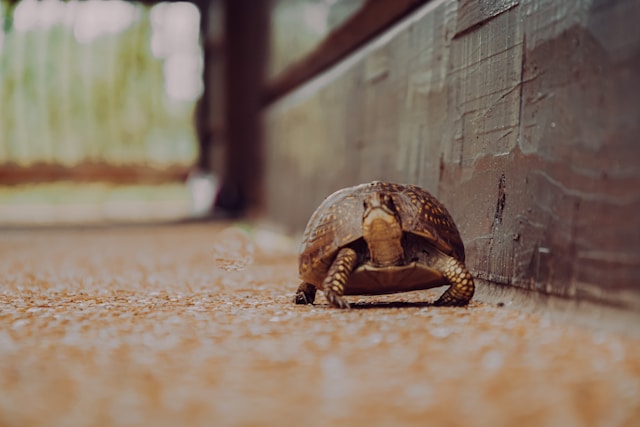 Summer Wellness in 2026: The Art of Slowing Down and Doing Less