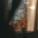 Autumn light through a window
